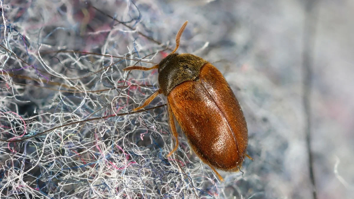 Zout op je tapijt voor stofmijten: de wetenschappelijke manier