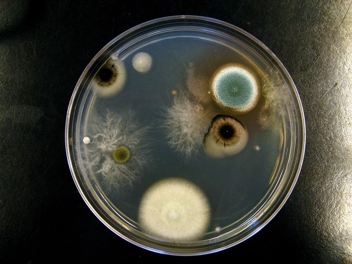 Zout op je vochtvlek: waarom dit beter werkt dan dure schimmelbestrijders - image 1