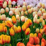 3 Cruciale Fouten Waardoor Je Tulpen Nooit Zullen Bloeien (En Hoe Je Ze Nu Voorkomt)