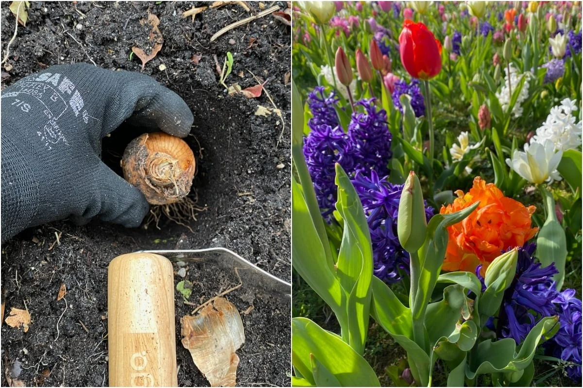 3 Cruciale Fouten Waardoor Je Tulpen Nooit Zullen Bloeien (En Hoe Je Ze Nu Voorkomt) - image 1
