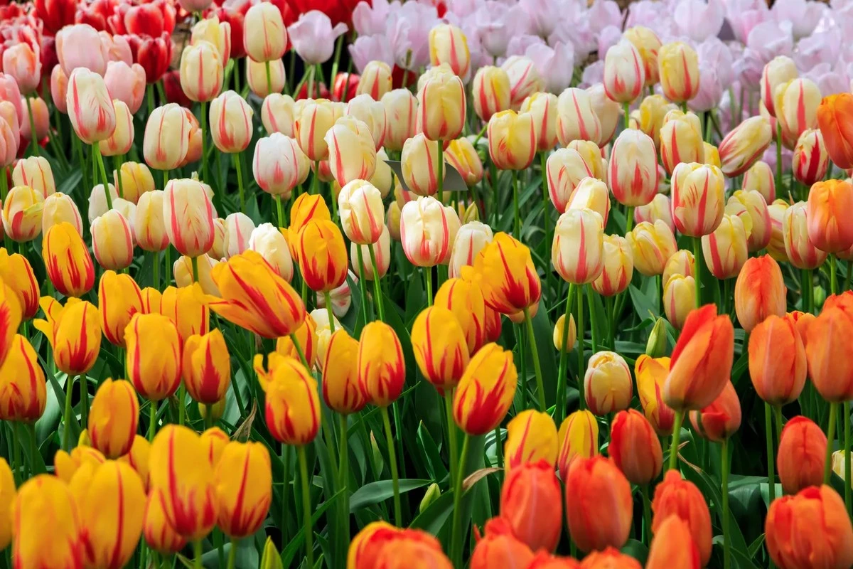 3 Cruciale Fouten Waardoor Je Tulpen Nooit Zullen Bloeien (En Hoe Je Ze Nu Voorkomt)