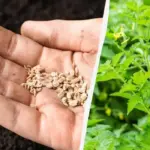 3 fatale fouten bij zaaien die je bloemen/groenten verhinderen te ontkiemen