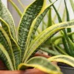 7 kamerplanten die floreren in de schaduw: je huis wordt een groene oase