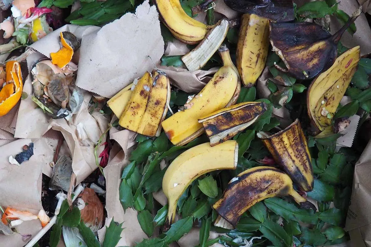 Bananenschillen in de tuin: waarom je ze niet mag weggooien - image 1