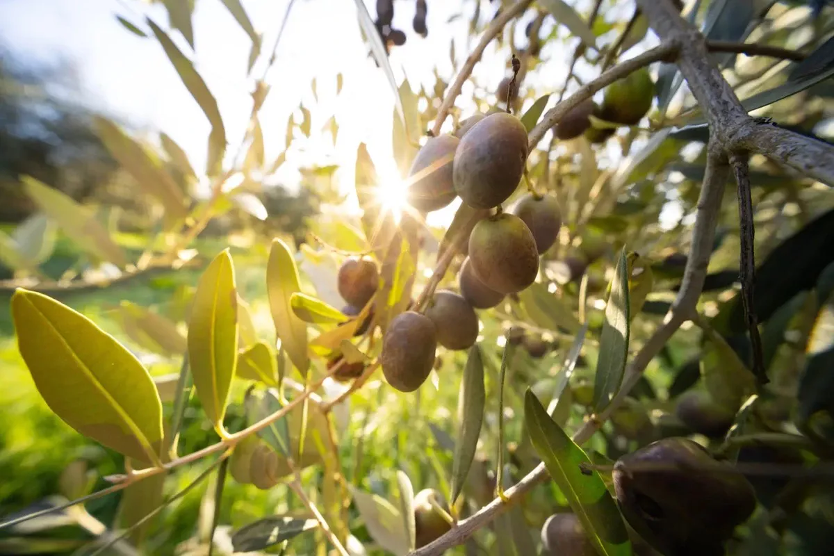 Beste je hart met dit ene dagelijkse eetlepel wondermiddel (maar maak deze ene fout niet)