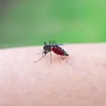 Chikungunyavirus bereikt Europa: wetenschappers waarschuwen voor recordverspreiding en een nieuwe realiteit