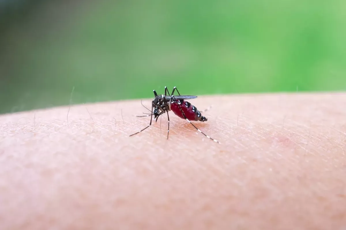 Chikungunyavirus bereikt Europa: wetenschappers waarschuwen voor recordverspreiding en een nieuwe realiteit