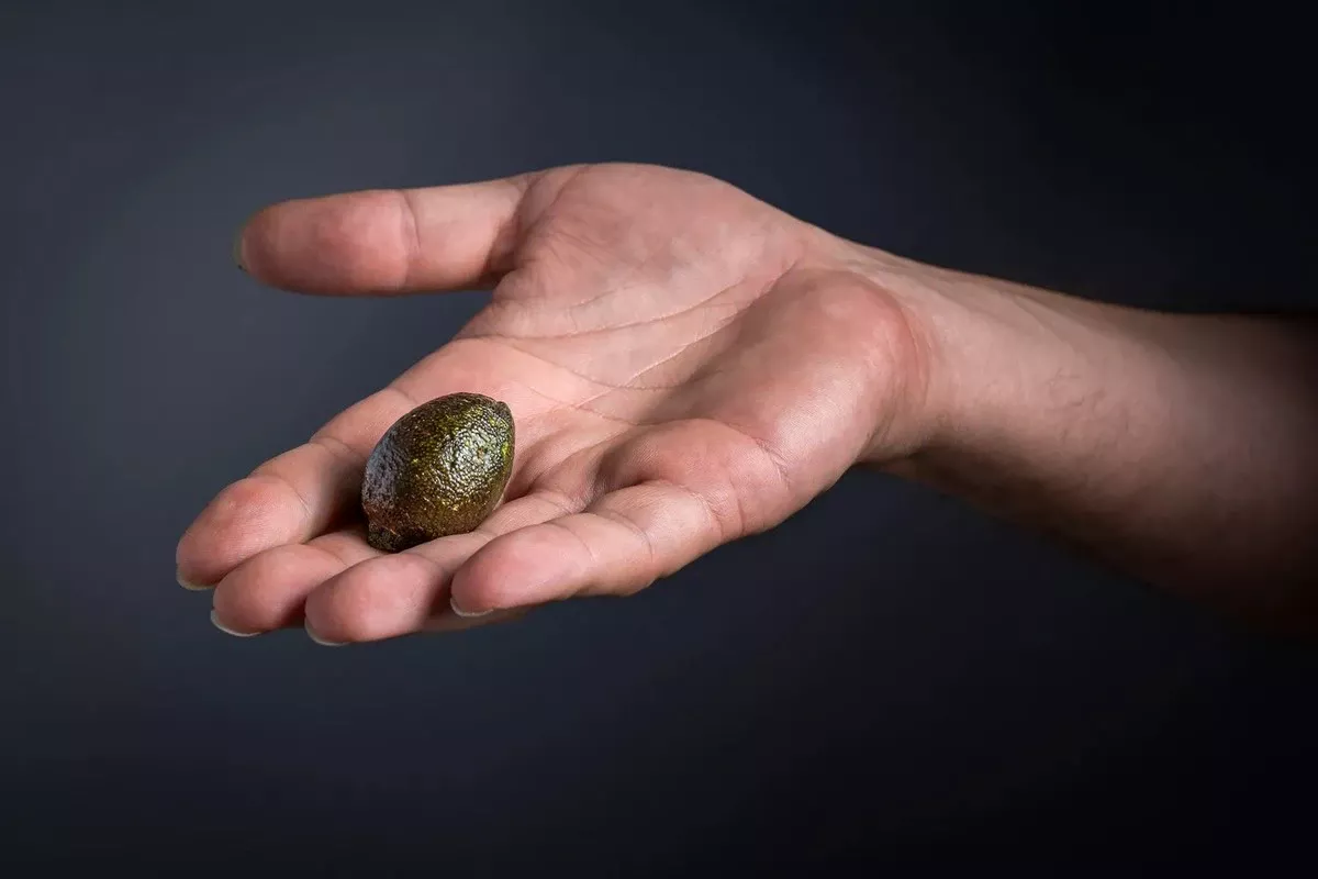 Citruskaviaar: deze 'eetbare' parels knappen in je mond en veranderen je kijk op gezond eten
