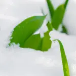 De eerste lentegeuren in de Baltische staten: wanneer verschijnen ze echt?