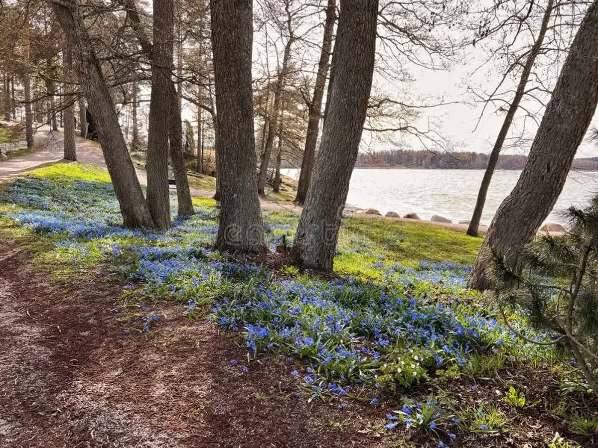 De eerste lentegeuren in de Baltische staten: wanneer verschijnen ze echt? - image 1