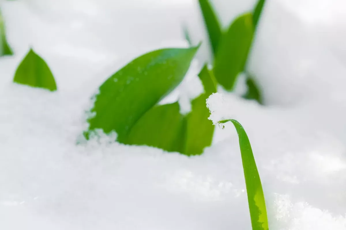 De eerste lentegeuren in de Baltische staten: wanneer verschijnen ze echt?