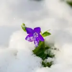 De harde realiteit: Waarom die lentewoning een bedrieglijke illusie is