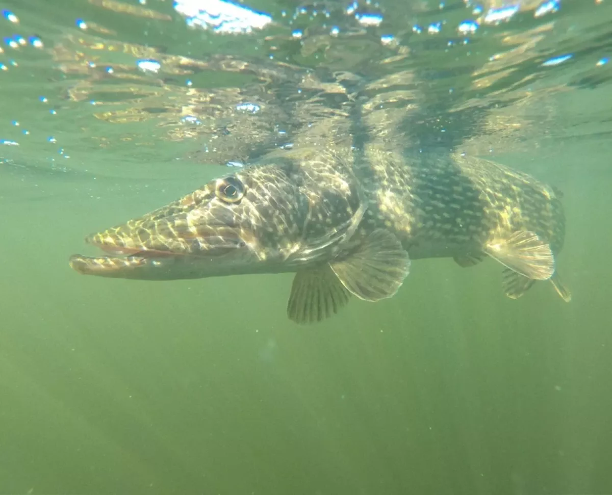 De Onbekende Zeevis Uit De Noordzee: Supergezond, Zonder Graatjes En Vol Eiwitten - image 1
