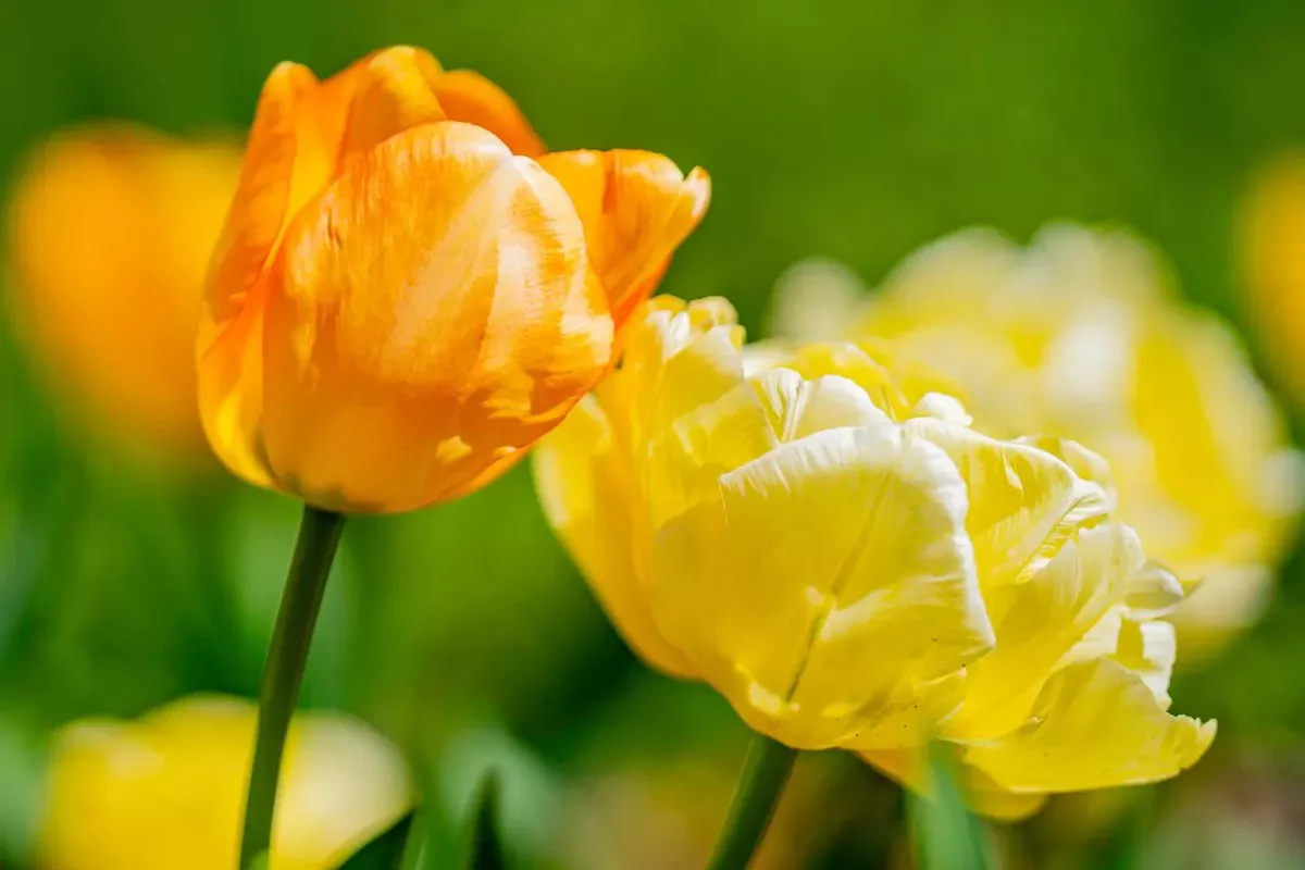 Een Doorbraak in het Weer: Na Dit Weekend Klaar met de Vorst, Verwacht een Plotse Omslag en Lagere Verwarmingskosten