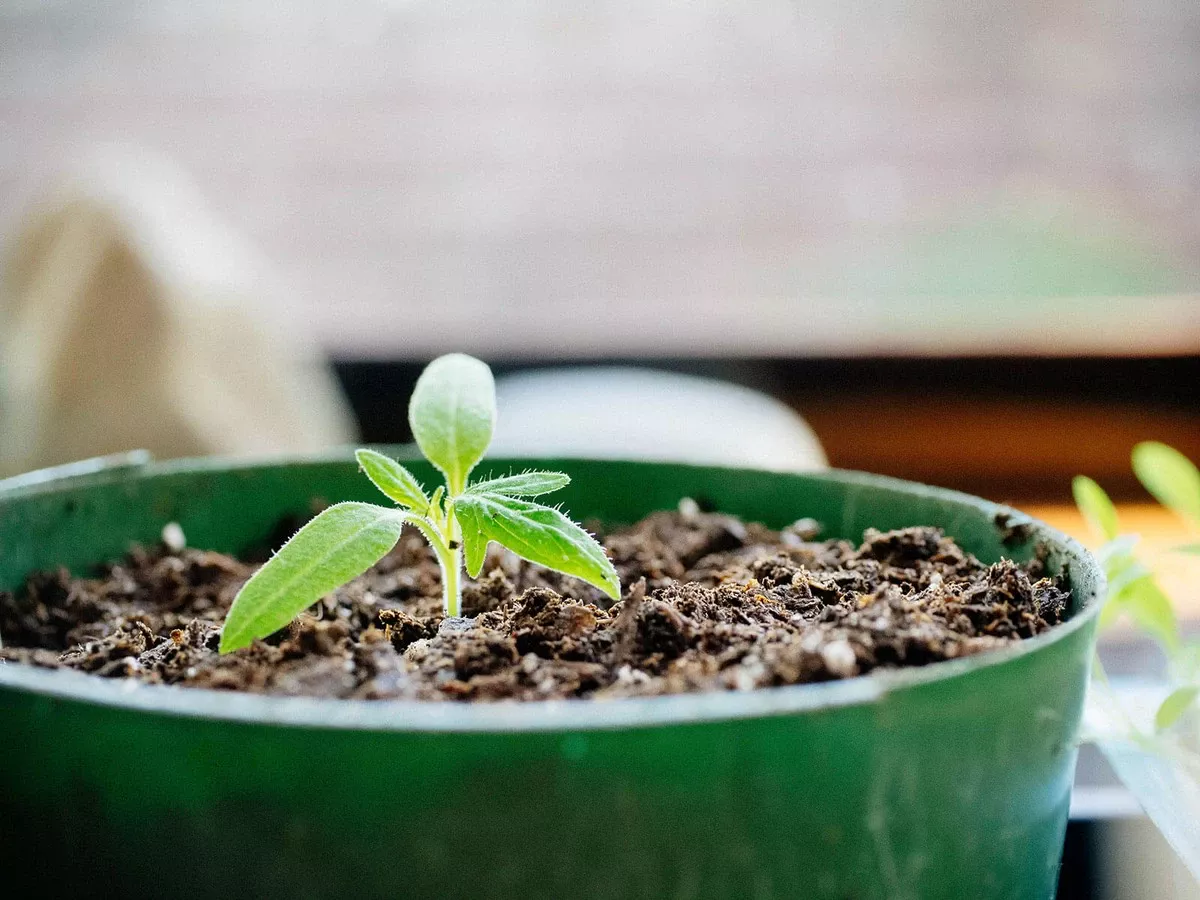 Eén potgrondfout vernietigt je tomatenplantjes: stop met dít in je zaaimengsel - image 1