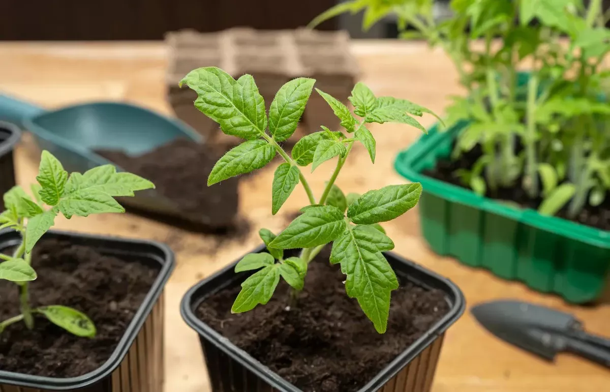 Eén potgrondfout vernietigt je tomatenplantjes: stop met dít in je zaaimengsel