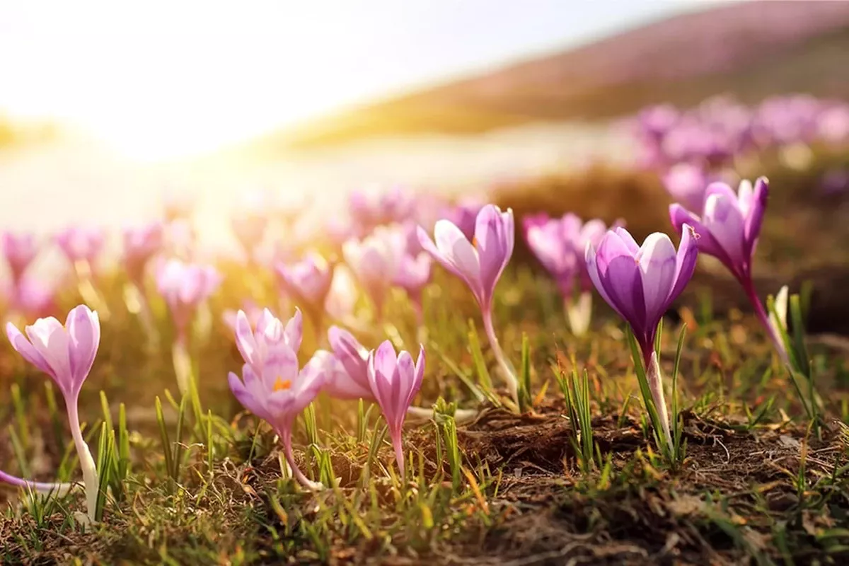 Geduld is een schone zaak: wanneer de natuur écht ontwaakt dit voorjaar - image 1