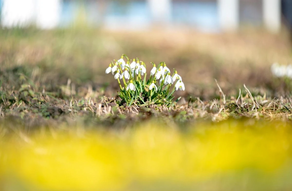 Geduld is een schone zaak: wanneer de natuur écht ontwaakt dit voorjaar