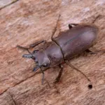 Gramboelwormen te lijf in februari: verhoog je oogst zonder agressieve chemie