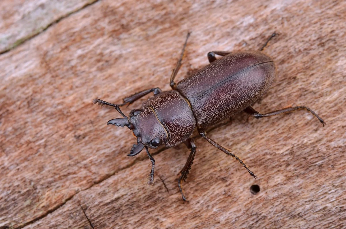 Gramboelwormen te lijf in februari: verhoog je oogst zonder agressieve chemie