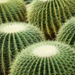 Het verrassende verrraad van cactussen: tekenen die je mist, waardoor je je plant verliest