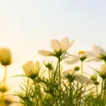 Langsamer lente in Nederland: Kan de laatste sneeuw tot 10 mei blijven liggen?