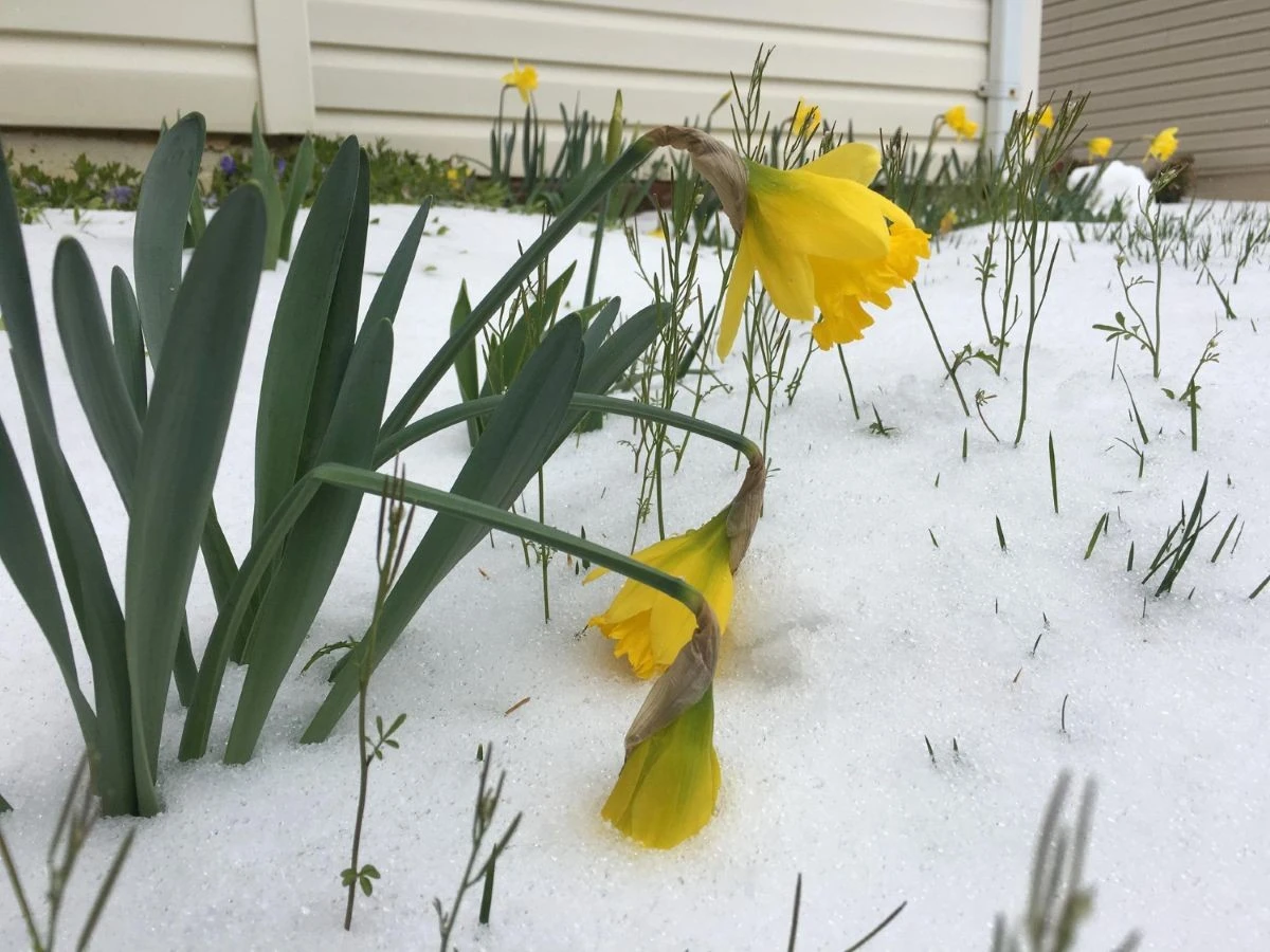 Nederlandse winter pakt uit: waarom je februari anders moet beleven dan gepland