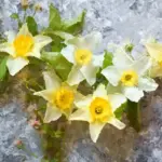 Nee, narcissen gaan niet 'zomaar' dood na de bloei: deze ene fout verwoest ze elk jaar