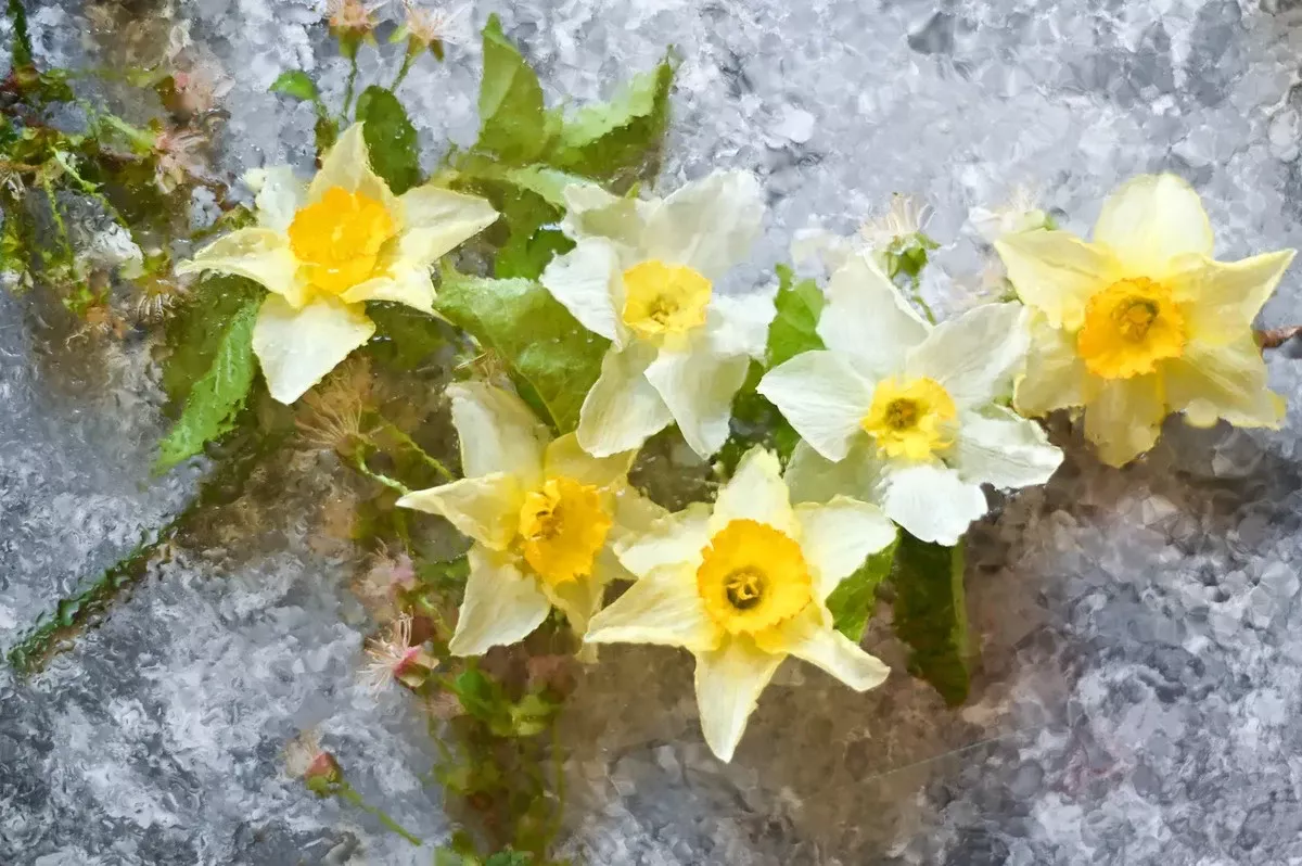 Nee, narcissen gaan niet 'zomaar' dood na de bloei: deze ene fout verwoest ze elk jaar