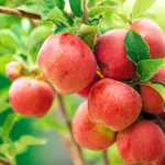 Pavasarį obelis bemest in met dit mengsel - de toekomstige oogst zal zelfs ervaren tuinders verrassen