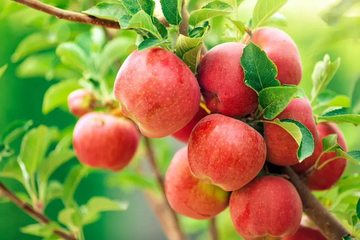 Pavasarį obelis bemest in met dit mengsel - de toekomstige oogst zal zelfs ervaren tuinders verrassen
