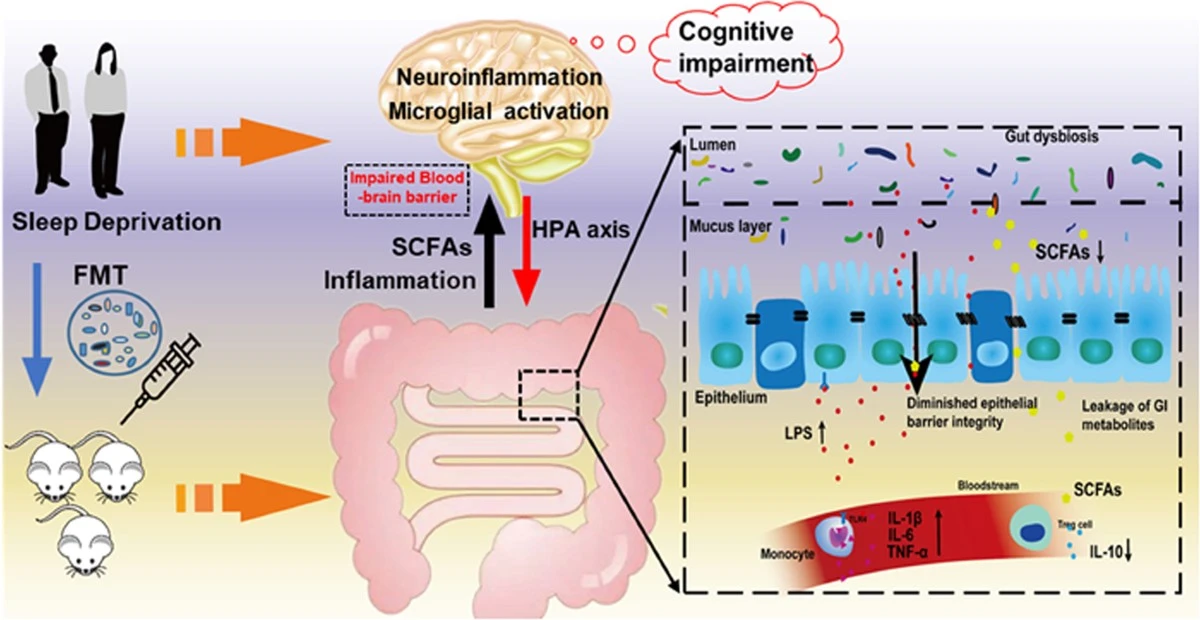 Twee nachten slecht slapen treft je darmen: onderzoek onthult gevaarlijke kettingreactie - image 1