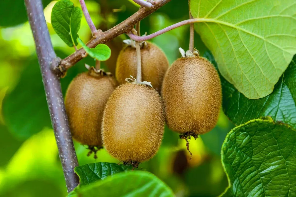 Van winkelkiviu tot exotische kamerplant: zo kweek je zelf - image 1