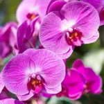 Vergeten specerij verandert oranje planten: één lepel, en alle problemen zijn weg