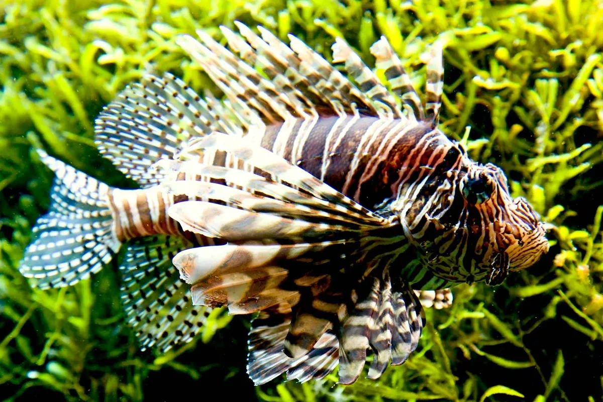 Vilnietis mirė po paros: ši žuvis buvo mirtinai pavojinga, o tarnybos jį pražiopsojo - image 1