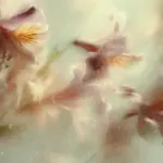 Vroege Lente in Mei? Meteorologen Delen Verontrustende Lange Termijn Weersverwachtingen