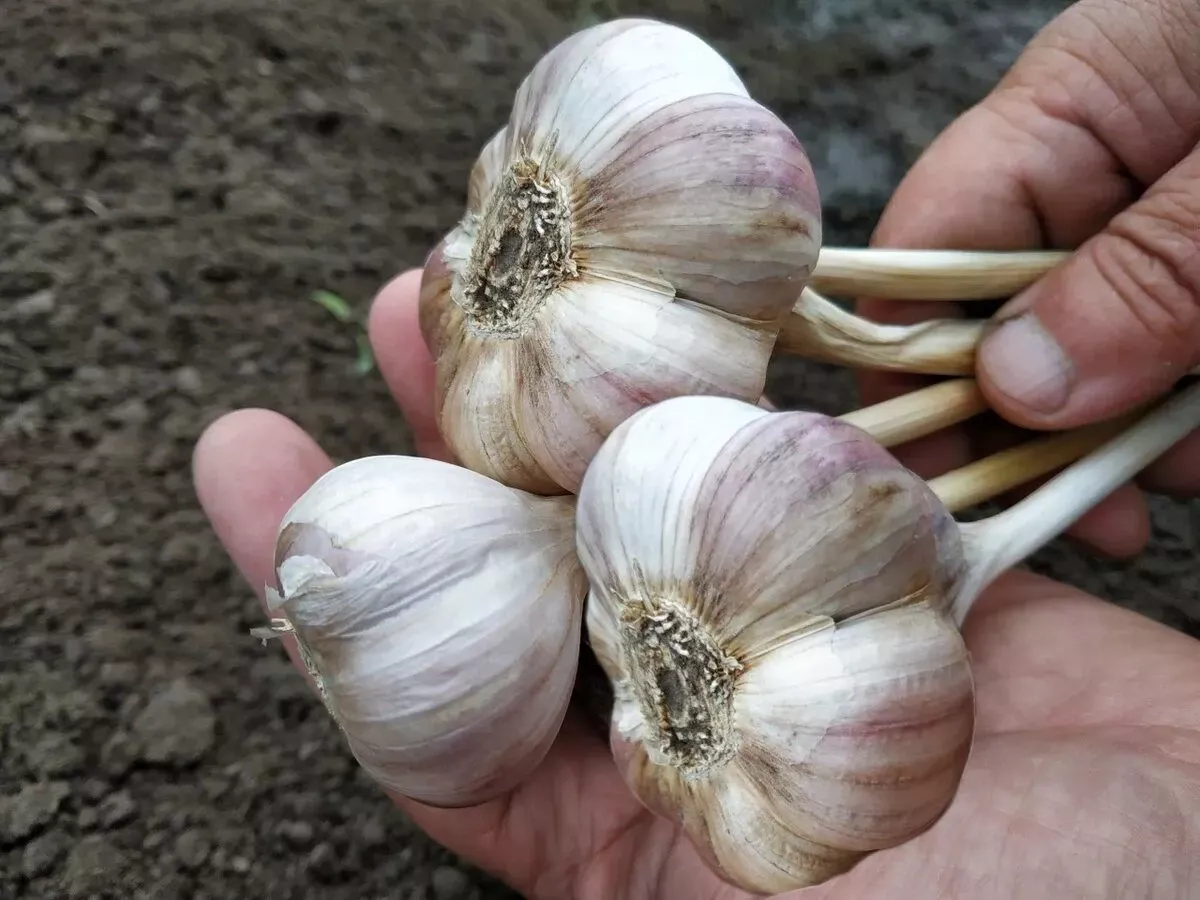 Waarom de oorsprong van knoflook op het etiket de doorslag kan geven