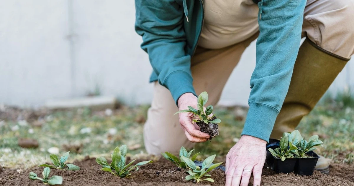Waarom ervaren tuinders in februari zaaien: deze planten geven je in de zomer een overvloedige oogst - image 1