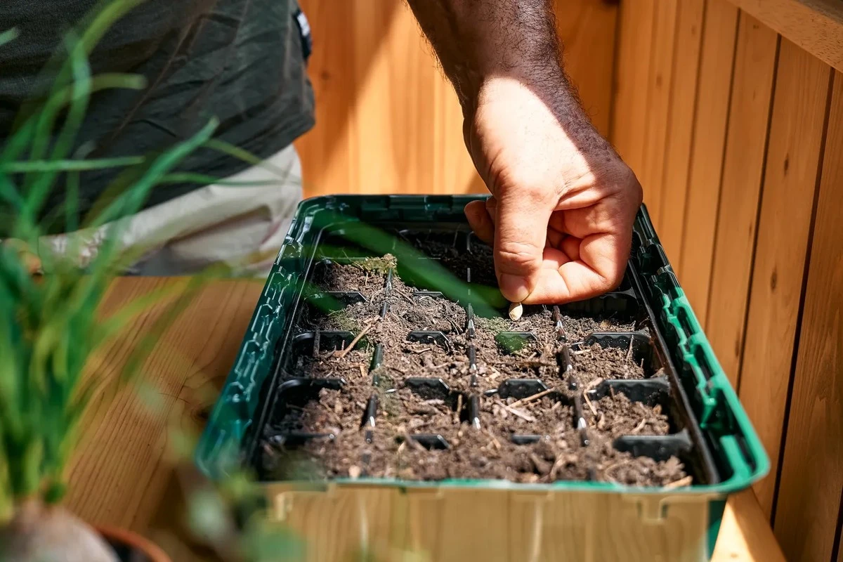 Waarom ervaren tuinders in februari zaaien: deze planten geven je in de zomer een overvloedige oogst