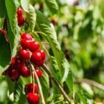 Waarom je kersenboom geen fruit geeft: de cruciale plek in je tuin maakt het verschil