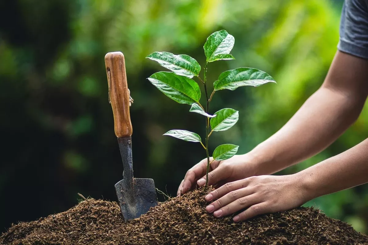 Waarom je kersenboom geen fruit geeft: de cruciale plek in je tuin maakt het verschil - image 1
