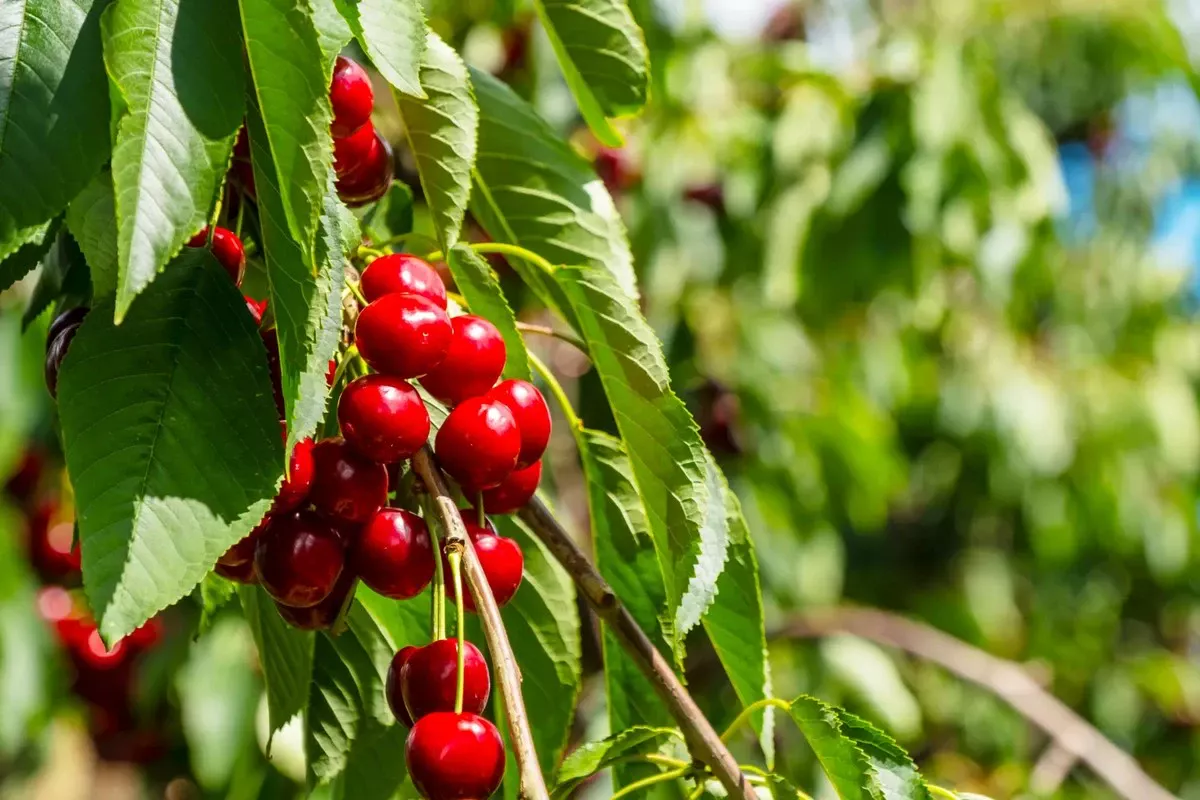 Waarom je kersenboom geen fruit geeft: de cruciale plek in je tuin maakt het verschil