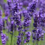 Waarom je lavendel de Nederlandse winter toch overleeft: de subtiele truc die de meeste tuiniers missen