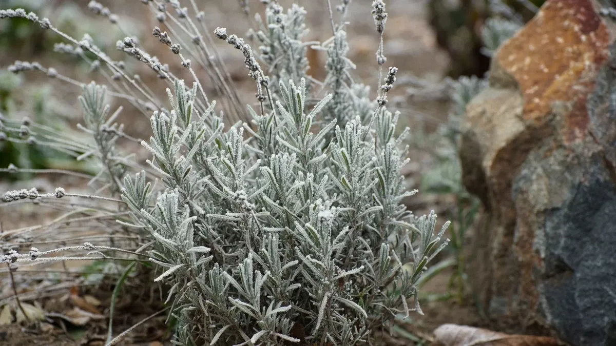 Waarom je lavendel de Nederlandse winter toch overleeft: de subtiele truc die de meeste tuiniers missen - image 1