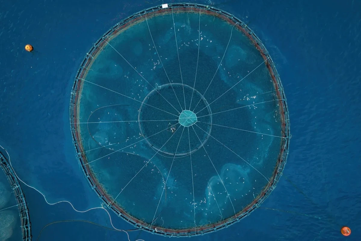 Waarom sommige landen boerenkweekzalm verboden hebben en wij het nog eten