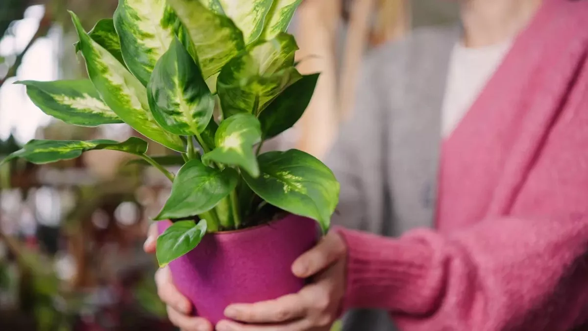 Waarom uw Difenbachia afsterft: 5 veelvoorkomende verzorgingsfouten die u moet vermijden