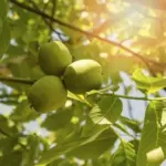 Walnootboom naast uw huis: een tikkende tijdbom voor uw fundering?