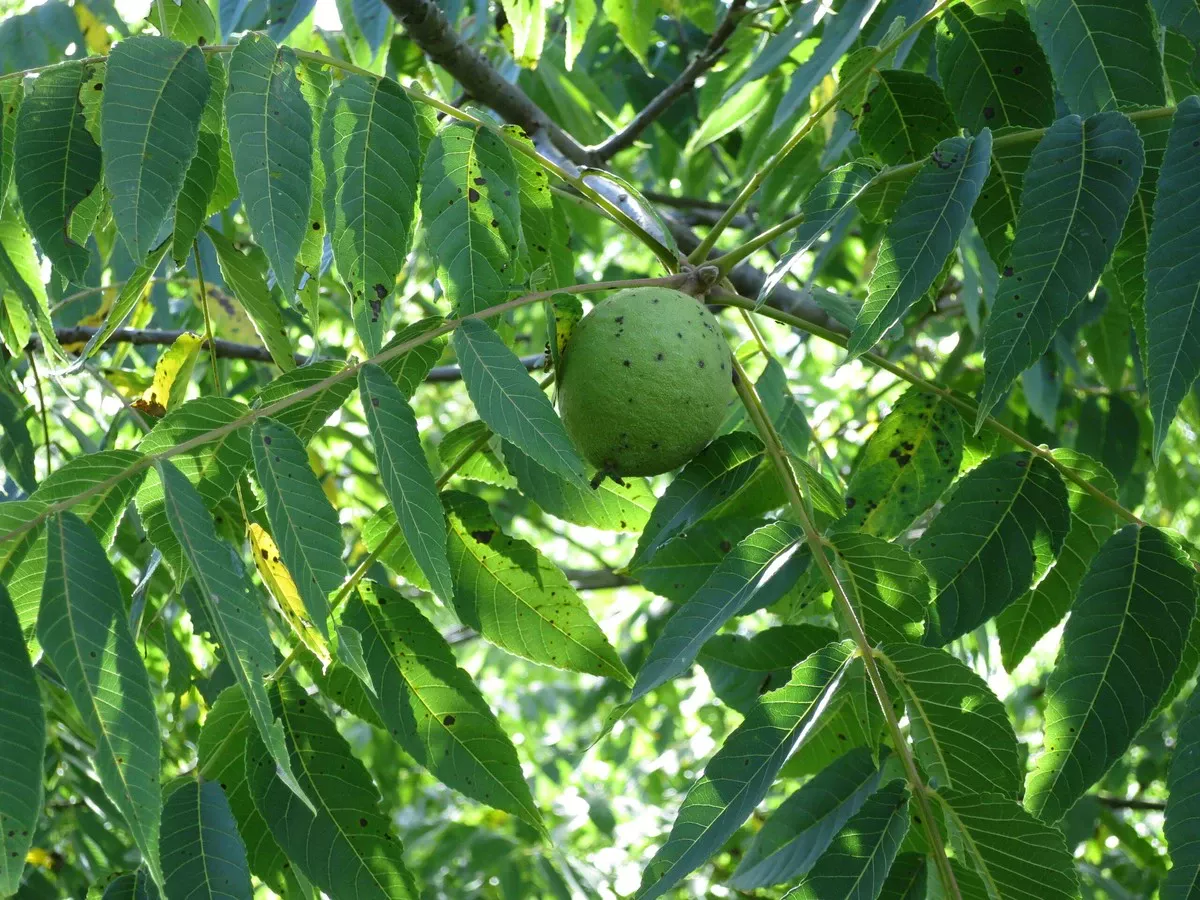 Walnootboom naast uw huis: een tikkende tijdbom voor uw fundering? - image 1