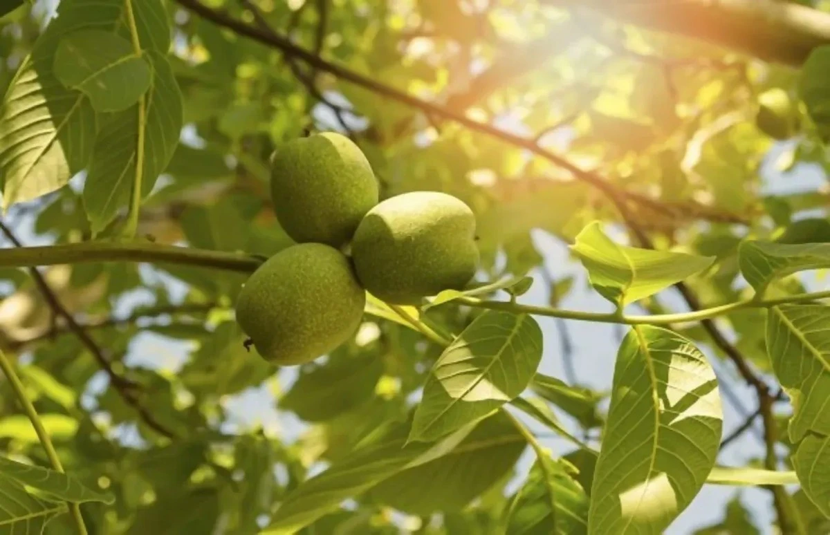 Walnootboom naast uw huis: een tikkende tijdbom voor uw fundering?