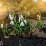 Winter 's grip: The precise date for warmer, spring-like weather is announced